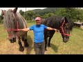 Belgian horse ЕШМІ /Коні Ваговози/horses in Ukraine