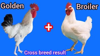 Den Misri Rooster Broiler Hen Cross Breed Result