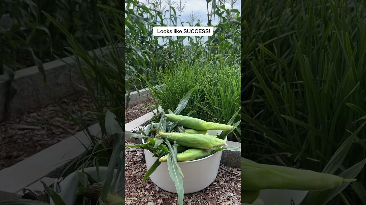 Super Sweet White Corn Harvest