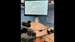 Live Blood Cells With Dic And Darkfield Dry Techniques W63X Oil Apochromat Zeiss Axioplan 2Ie.