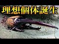 世界最大のカブトムシが大量に羽化してきました