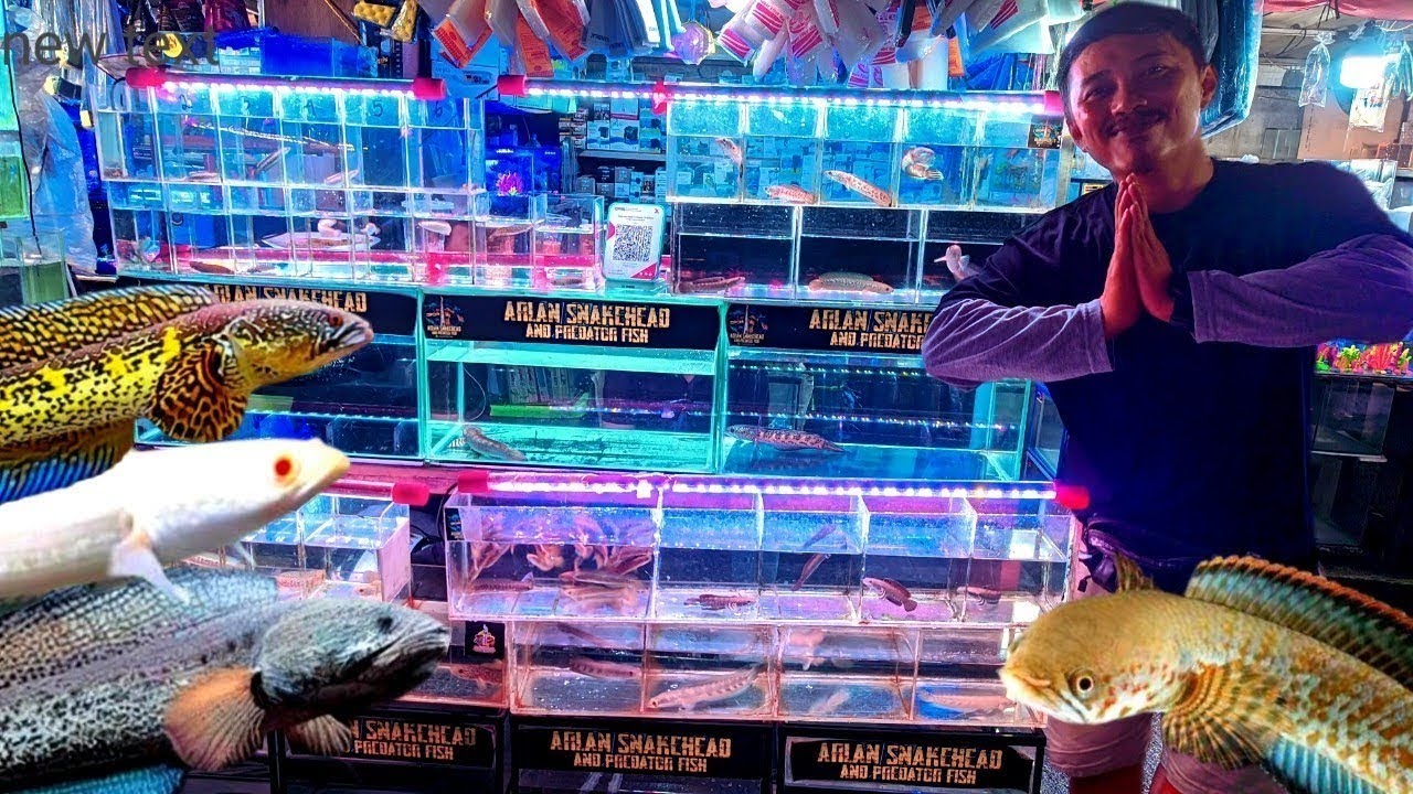 ADA KOLEKSI TERBARU IKAN CHANNA RARE.. YANG MASIH JARANG ADA DI TEMPAT LAIN. 