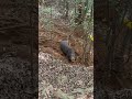 罠にデカい猪が…#有害鳥獣駆除 #狩猟 #自然
