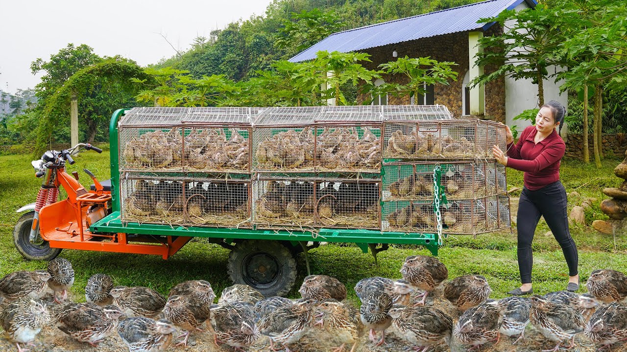 Using 3-wheeled Truck to Transport A Lot Of Quail Go To Market Sell - Transport Old Motorcycle