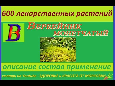 Video: Monetary loosestrife - өстүрүү жана кайра өндүрүү