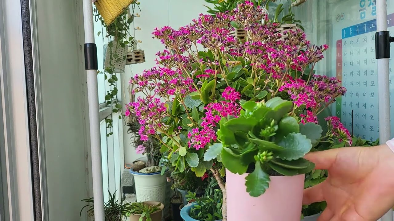 카랑코에/대품으로 폭풍 성장하려면/꽃대/아무렇게 자르지 마세요!