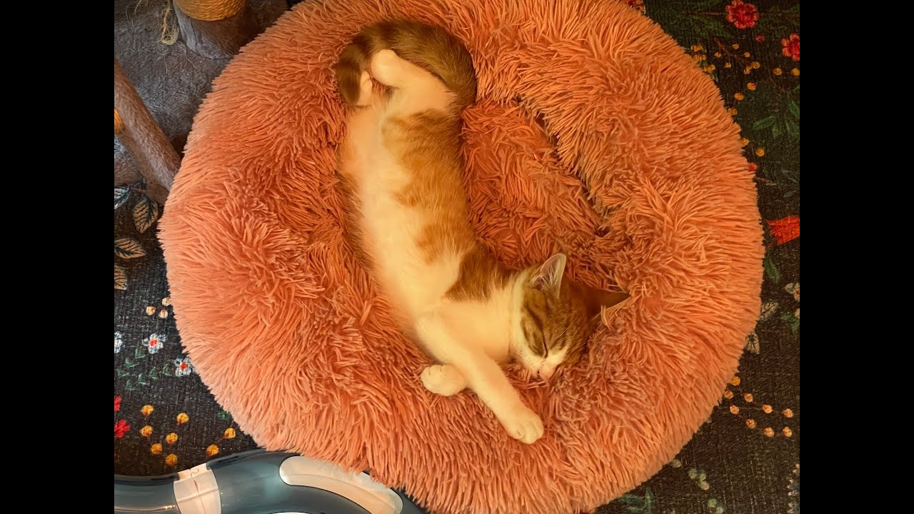 First days of kitten Arie Canarie at home 