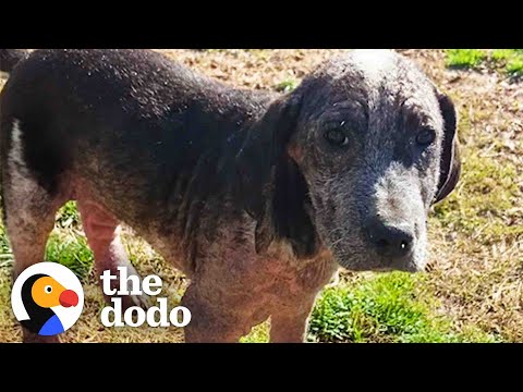 Video: Denne søte, adopterbare Pittie vil bare sitte i fanget ditt for alltid