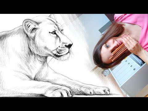 Как нарисовать льва карандашом. Часть2