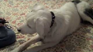 Training a Deaf Dog to Use a Vibrating Collar