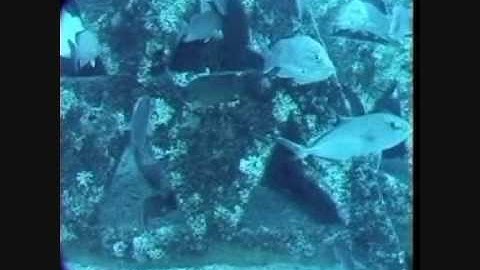 Artificial Reefs Inc Video