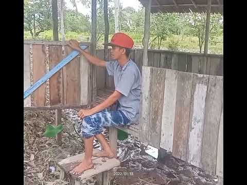 BOY KELANA \