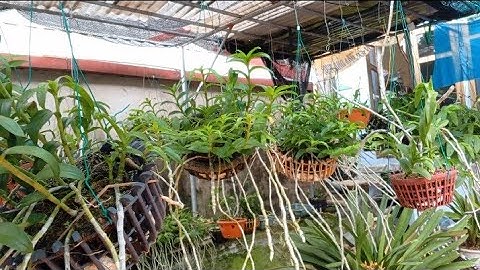 Cách chăm sóc mầm gốc lan phi điệp tốt như rau muống.