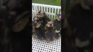 Quelques Crânes Chauves