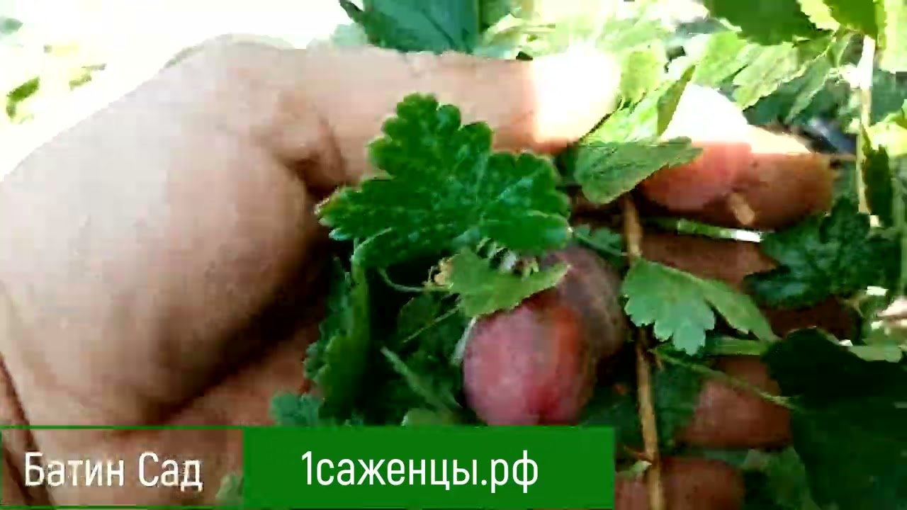 Крыжовник Уральский розовый