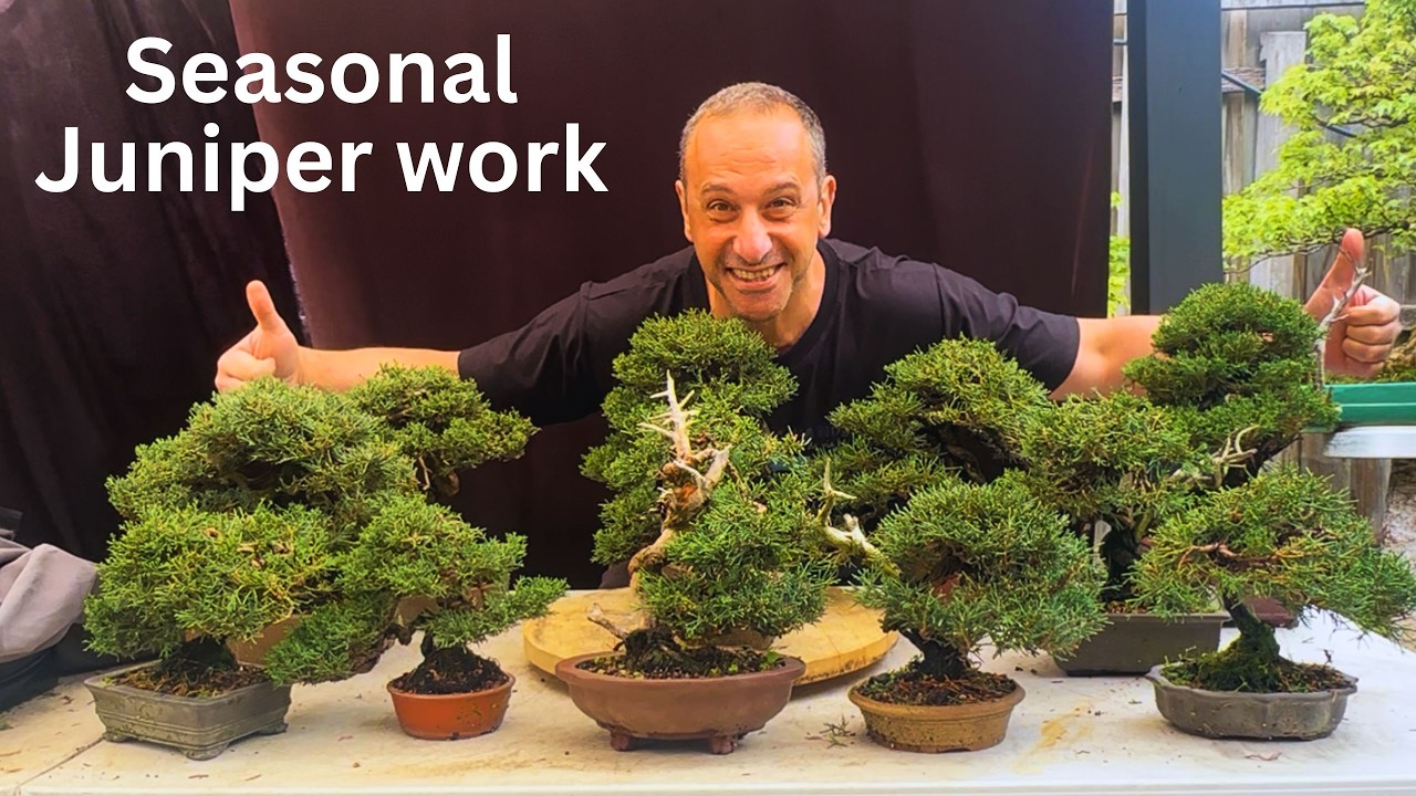 Сезонный уход за можжевельником бонсай (шимпаку): как обрезать и формировать ветви.