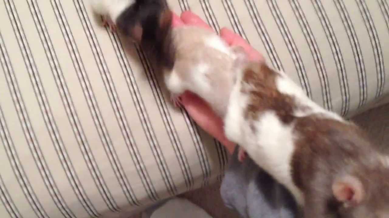 Our Clingy Ratties CN rat cage YouTube