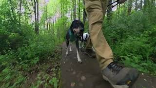 Hiking with the doggies through Muddy Branch