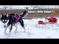 Santa Calls My Husky To SAVE CHRISTMAS!