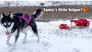 Santa Calls My Husky To SAVE CHRISTMAS!