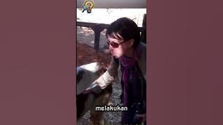 🦙 Llama yang Meludah sebagai Pertahanan