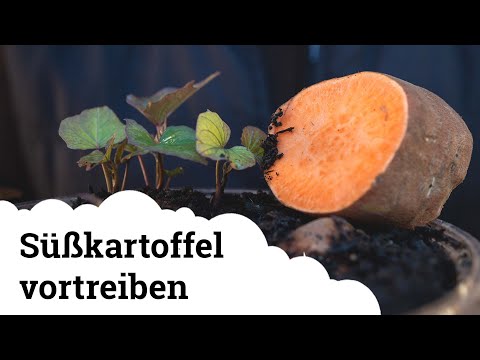 Video: Können Süßkartoffeln aus Süßkartoffeln wachsen?
