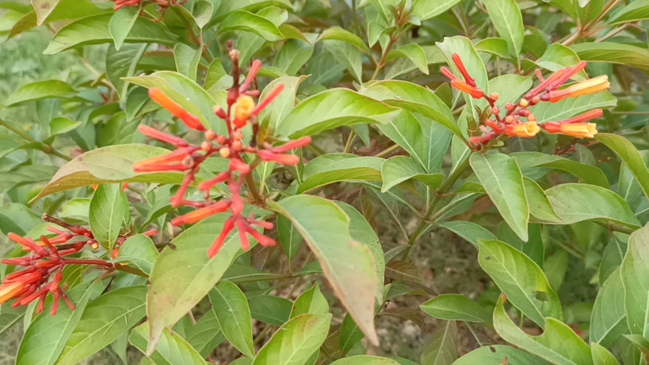 How to grow hamelia plant । Hamelia । Fire 🔥 Bush plant