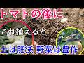 トマトの後作はこれ一択です──植えるだけで土が肥えて次の野菜がよく育つ【輪作設計と土づくり】