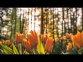 【作業用BGM】Relaxing Jazz Music♪ 優しい男性ボーカルの歌声が心を癒す素敵なジャズ ～大人のジャズ～