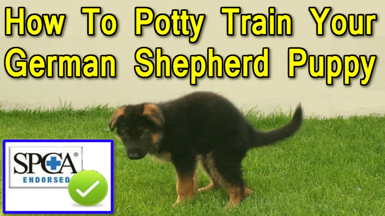 ♥♥♥ How To Potty Train My German Shepherd Puppy START TODAY German