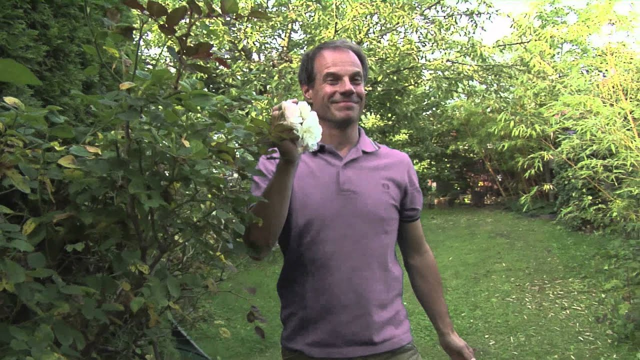 Doctor Green Teaser YouTube