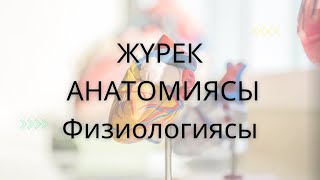 Жүрек Анатомиясы , Физиологиясы | Өткізгіштік жүйе