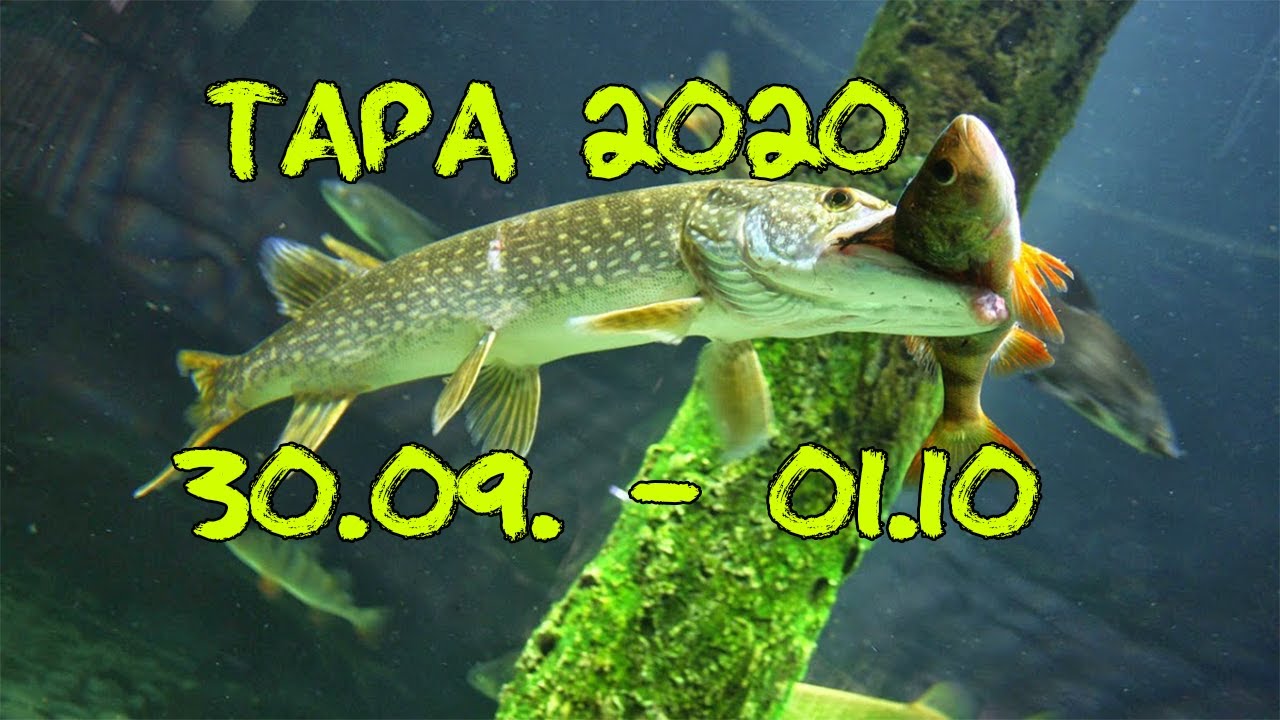 Рыбалка Омск Тара 2020
