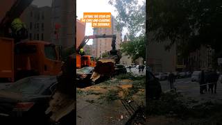 NYC Tree Falls on Multiple Cars, Blocks Street, and Sidewalk During Storm. #treeremoval #arborist