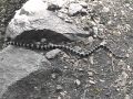 Upper Yosemite falls snake