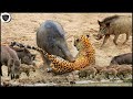 Hungry Leopard Risked His Life To Destroy Warthog Family But Failed Miserably || Wild Animal Attack