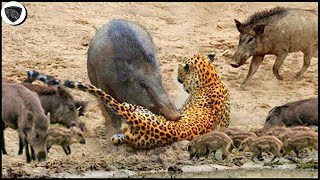 Hungry Leopard Risked His Life To Destroy Warthog Family But Failed Miserably || Wild Animal Attack