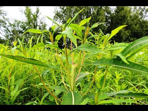 🌺🌿 Иван-чай. Сбор молодых июньских листьев кипрея без вреда для растения. (Russian tea).