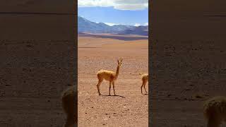 Surah Al Gashiya most beautiful recitation #egzonibrahimi #shortsfeed #nature #quran #islam #beauty