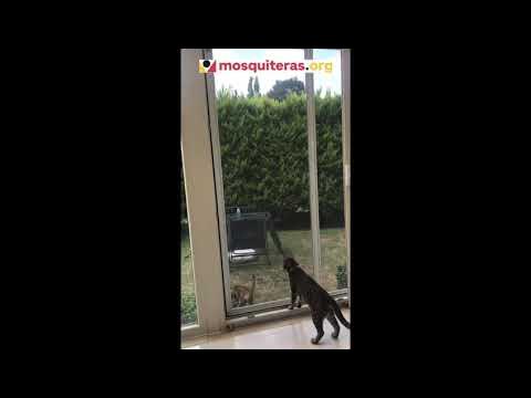 Mosquiteras para gatos 19/03/2019 Tutoriales mosquiteras para nuestras  mascotas Vivir en un hogar con animales puede ser lo más maravilloso del  mundo pero también, lo más peligroso (para ellos) si se trata