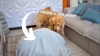 Trying Funny TikTok Trends On My Golden Retriever by Goldenland 12,570 views 2 years ago 3 minutes, 22 seconds