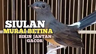 SUARA MURAI BATU BETINA memanggil jantan agar Emosi jadi NYAUT BUNYI GACOR BONGKAR MATERI ISIAN 