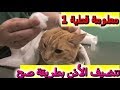 الطريقة الصحيحة لتنظيف اذن القطة 