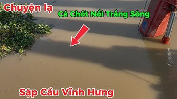 Chuyện lạ Cá Chét nổi trắng dưới chân Sập cầu Vĩnh Hưng Long An ngày 7