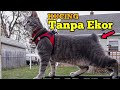 Mengenal Manx Cat [Kucing tanpa ekor] Dan Harganya の動画、YouTube動画。