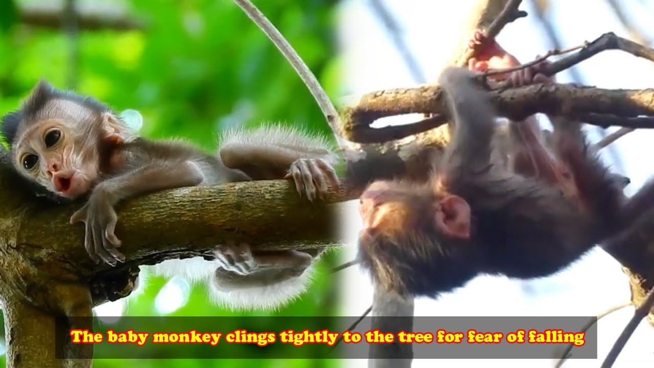 Newborn monkey clings tightly to tree branch for fear of falling! Mother monkey is heartless