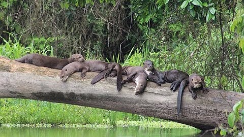 Rái Cá Nam Mỹ - Kẻ Săn Mồi Dễ Mến