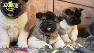 Beautiful Akita Puppies