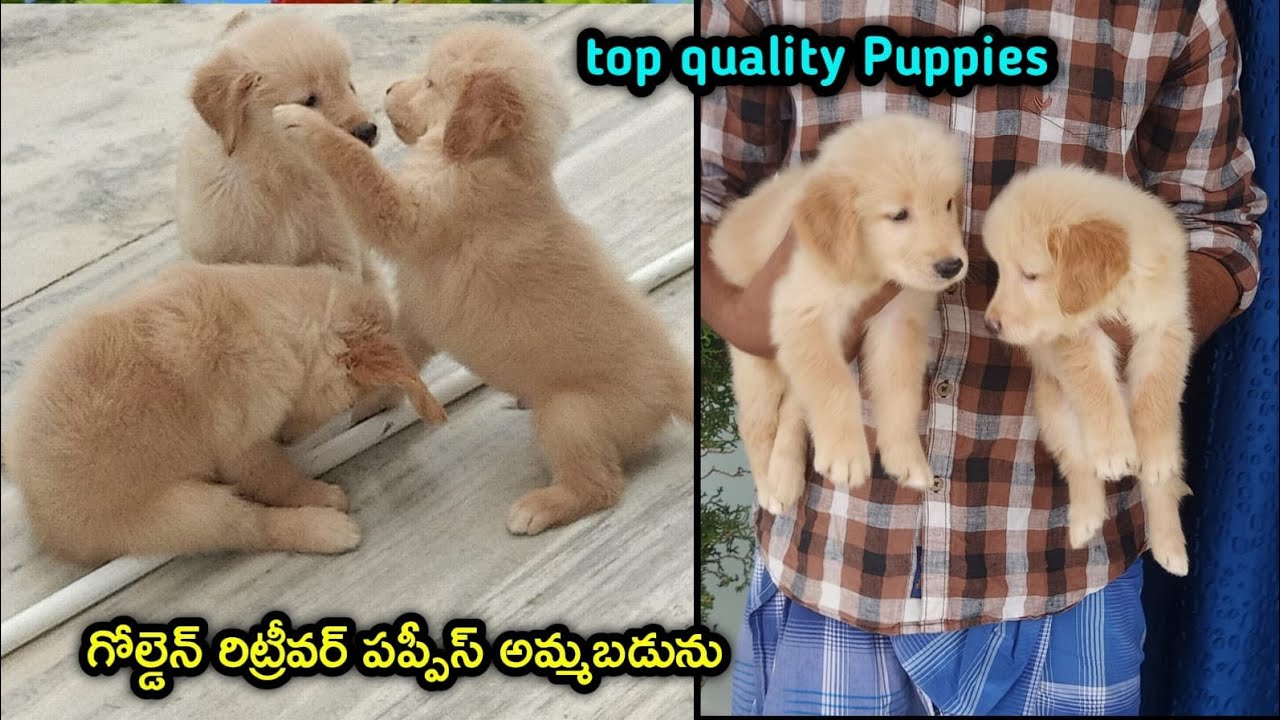 top quality Golden Retriever Puppies for sale in telugu/8341356229 /aj