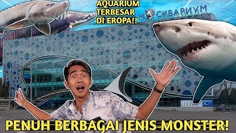 PERTAMA KALI AKU MASUK KE DALAM AQUARIUM TERBESAR DI EROPA